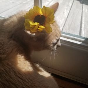 Meet your Posher, Jessie